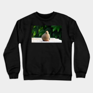 Bird Staring Mourning Dove Crewneck Sweatshirt